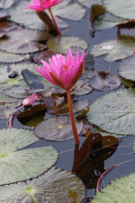 Faune et flore-006